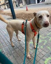 BEN, Hund, Mischlingshund in Hannover - Bild 4