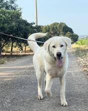 GALA, Hund, Mastin Español in Werneuchen