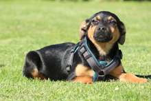 JERINO, Hund, Mischlingshund in Hagen - Bild 1
