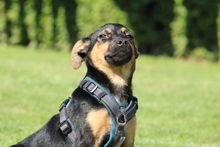 JERINO, Hund, Mischlingshund in Hagen - Bild 2