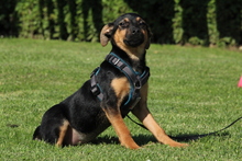 JERINO, Hund, Mischlingshund in Hagen - Bild 3