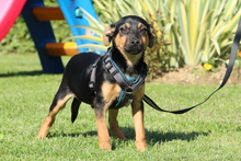 JERINO, Hund, Mischlingshund in Hagen - Bild 4