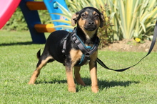 JERINO, Hund, Mischlingshund in Hagen - Bild 5