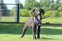 XENIO, Hund, Mischlingshund in Hagen - Bild 1