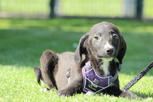 XENIO, Hund, Mischlingshund in Hagen - Bild 4