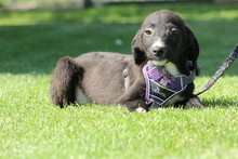 XENIO, Hund, Mischlingshund in Hagen - Bild 5