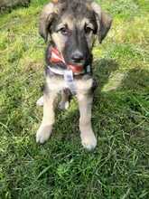 TILA, Hund, Mischlingshund in Rumänien - Bild 10
