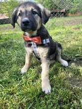 TILA, Hund, Mischlingshund in Rumänien - Bild 2