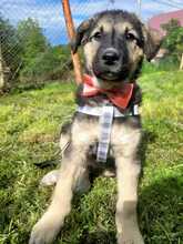 TILA, Hund, Mischlingshund in Rumänien - Bild 5