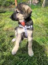 TILA, Hund, Mischlingshund in Rumänien - Bild 9