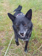 BLACK, Hund, Mischlingshund in Göppingen - Bild 1