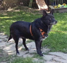 BLACK, Hund, Mischlingshund in Göppingen - Bild 2