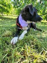 ERIA, Hund, Mischlingshund in Rumänien - Bild 11