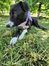 ERIA, Hund, Mischlingshund in Rumänien - Bild 12