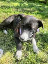 ERIA, Hund, Mischlingshund in Rumänien - Bild 14