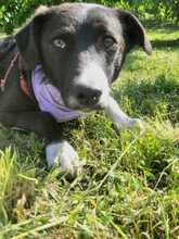 ERIA, Hund, Mischlingshund in Rumänien - Bild 2