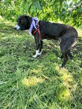 ERIA, Hund, Mischlingshund in Rumänien - Bild 4