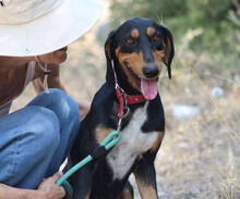 THANOULIS, Hund, Mischlingshund in Griechenland - Bild 1