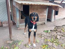 THANOULIS, Hund, Mischlingshund in Griechenland - Bild 2