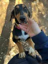 THANOULIS, Hund, Mischlingshund in Griechenland - Bild 3