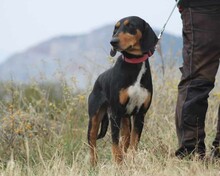 THANOULIS, Hund, Mischlingshund in Griechenland - Bild 4