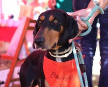 THANOULIS, Hund, Mischlingshund in Griechenland - Bild 5
