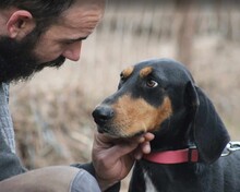 THANOULIS, Hund, Mischlingshund in Griechenland - Bild 6
