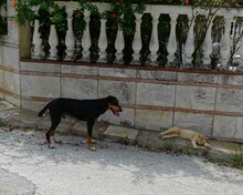 THANOULIS, Hund, Mischlingshund in Griechenland - Bild 7