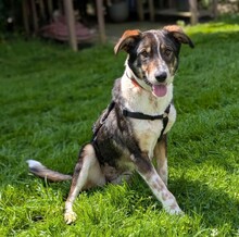 DARMA, Hund, Mischlingshund in Ellerhoop - Bild 1