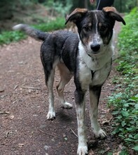 DARMA, Hund, Mischlingshund in Ellerhoop - Bild 2