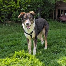 DARMA, Hund, Mischlingshund in Ellerhoop - Bild 3