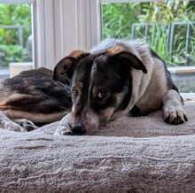 DARMA, Hund, Mischlingshund in Ellerhoop - Bild 4
