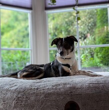DARMA, Hund, Mischlingshund in Ellerhoop - Bild 5