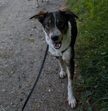 DARMA, Hund, Mischlingshund in Ellerhoop - Bild 6