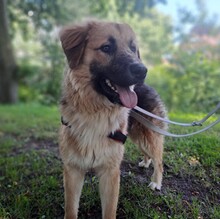 LUDWIG, Hund, Mischlingshund in Bad Bramstedt