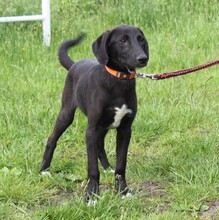 POLLYDOT, Hund, Mischlingshund in Warder - Bild 1