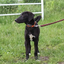 POLLYDOT, Hund, Mischlingshund in Warder - Bild 10