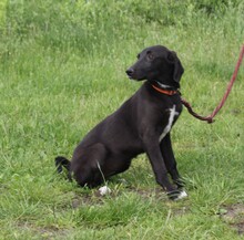POLLYDOT, Hund, Mischlingshund in Warder - Bild 2