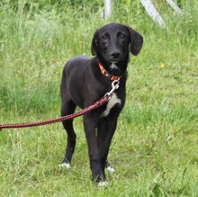 POLLYDOT, Hund, Mischlingshund in Warder - Bild 3
