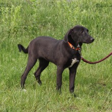 POLLYDOT, Hund, Mischlingshund in Warder - Bild 4