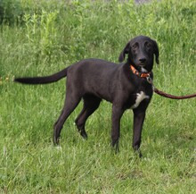 POLLYDOT, Hund, Mischlingshund in Warder - Bild 5