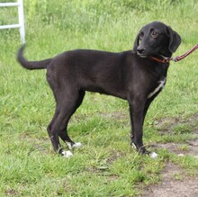 POLLYDOT, Hund, Mischlingshund in Warder - Bild 6