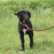 POLLYDOT, Hund, Mischlingshund in Warder - Bild 7