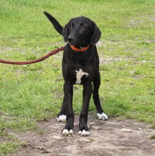POLLYDOT, Hund, Mischlingshund in Warder - Bild 8