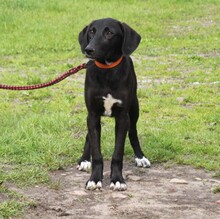 POLLYDOT, Hund, Mischlingshund in Warder - Bild 9