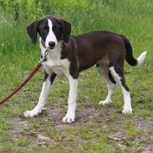 STELLA, Hund, Mischlingshund in Warder - Bild 1