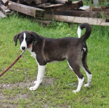 STELLA, Hund, Mischlingshund in Warder - Bild 2