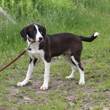STELLA, Hund, Mischlingshund in Warder - Bild 3