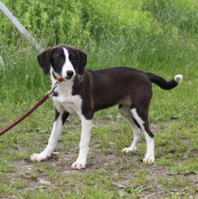 STELLA, Hund, Mischlingshund in Warder - Bild 4