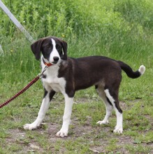 STELLA, Hund, Mischlingshund in Warder - Bild 5